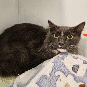 Domestic Medium Hair Cats Available for Adoption - Queens | PetCurious