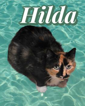 Domestic Short Hair Cats Available for Adoption in Bendersville, Pennsylvania - Hilda | PetCurious