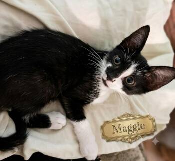 Maggie -  Tuxedo Cat for Adoption - Maggie | PetCurious