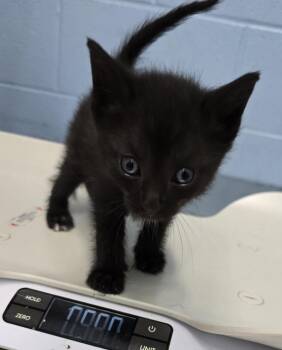 Stearns & Foster -  Domestic Short Hair Cat for Adoption in Evansville, Indiana - Stearns & Foster | PetCurious