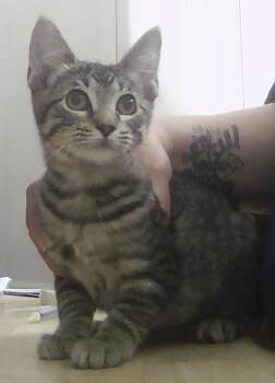 Thistle -  Domestic Short Hair Cat for Adoption in Dayton, Minnesota - Thistle | PetCurious