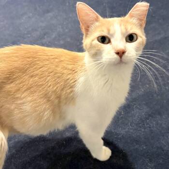 Princess Peach -  Domestic Short Hair Cat for Adoption in Lincoln, Nebraska - Princess Peach | PetCurious