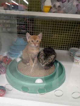Domestic Short Hair Cats Available for Adoption in San Antonio, Texas - Soju | PetCurious