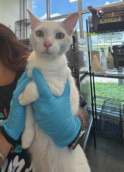 HOSEA -  Domestic Short Hair Cat for Adoption in San Antonio, Texas - HOSEA | PetCurious
