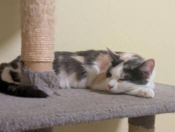 Aspen -  Domestic Short Hair and Calico Cat for Adoption in Vancouver, Washington - Aspen | PetCurious