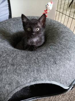 Midnight -  Domestic Short Hair Cat for Adoption in Seven Valleys, Pennsylvania - Midnight | PetCurious