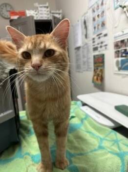 Domestic Medium Hair Cats Available for Adoption in Sacramento, California - Nicolas Bourbaki | PetCurious