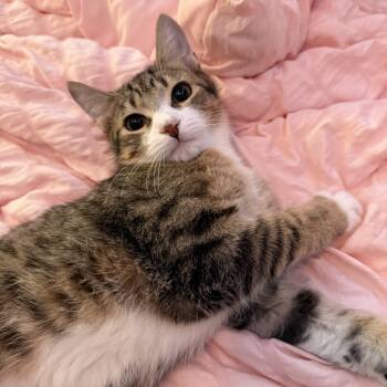 Rescue Domestic Short Hair Cats for Adoption in Houston, Texas - Hayden | PetCurious