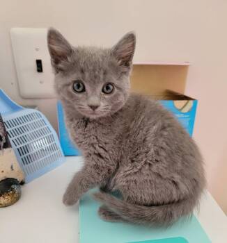 RUTH -  Domestic Short Hair Cat for Adoption in Holbrook, New York - RUTH | PetCurious
