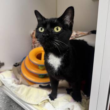 Domestic Short Hair Cats Available for Adoption - Koka | PetCurious