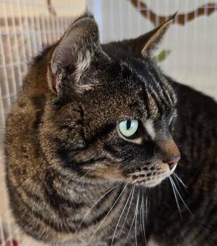 Domestic Short Hair Cats Available for Adoption in Vancouver, Washington - Ruckus | PetCurious
