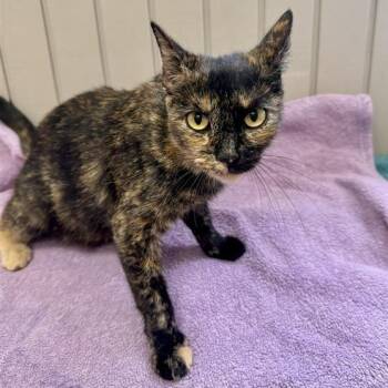 Kylie -  Domestic Short Hair Cat for Adoption in Long Beach, California - Kylie | PetCurious