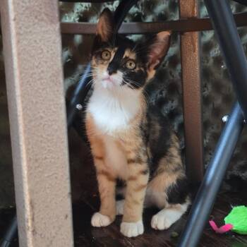 Soup Dumpling -  Domestic Short Hair Cat for Adoption in New York, New York - Soup Dumpling | PetCurious