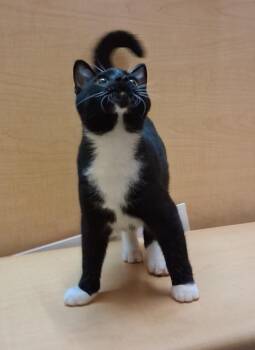 Jack Links (Pick Me!) -  Tuxedo Cat for Adoption in Cuyahoga Falls, Ohio - Jack Links (Pick Me!) | PetCurious