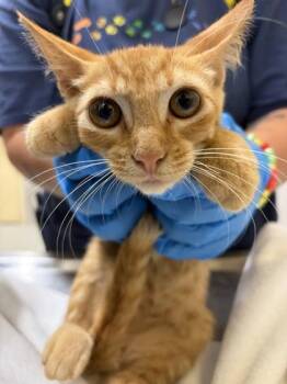 Maluma -  Domestic Short Hair Cat for Adoption in Honolulu, Hawaii - Maluma | PetCurious
