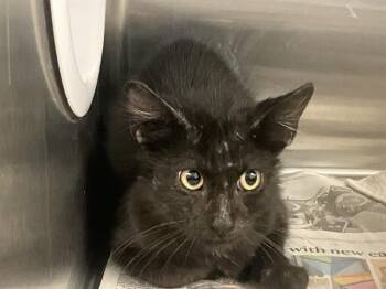 TORQUE -  Domestic Short Hair Cat for Adoption in Tustin, California - TORQUE | PetCurious
