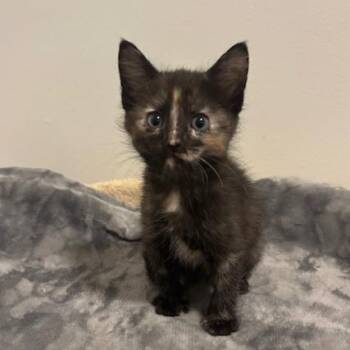 Domestic Short Hair Cats Available for Adoption - Cavatappi | PetCurious