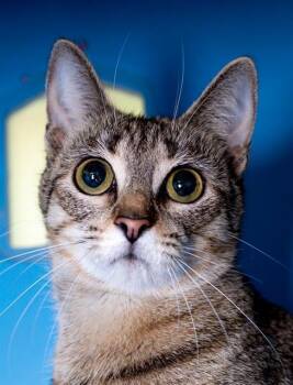 Domestic Short Hair Cats Available for Adoption in Boston, Massachusetts - PIGLET | PetCurious