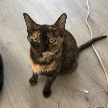 Mama Taco Bell -  Domestic Short Hair Cat for Adoption in Houston, Texas - Mama Taco Bell | PetCurious