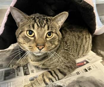 Domestic Short Hair Cats Available for Adoption in Aurora, Illinois - MONK | PetCurious