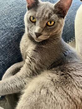 Rescue Domestic Short Hair Cats for Adoption in Fort Collins, Colorado - Sunshine | PetCurious