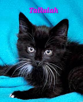 Domestic Long Hair Cats Available for Adoption in Macon, Georgia - Tallulah | PetCurious