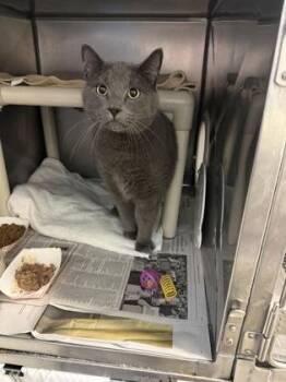 Afternoon -  Domestic Short Hair Cat for Adoption in Morristown, New Jersey - Afternoon | PetCurious
