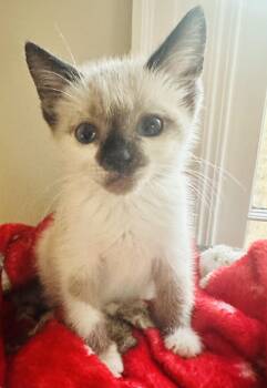 Rescue Domestic Short Hair Cats for Adoption in Hickory, North Carolina - Hermey | PetCurious