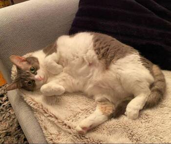 Rescue Domestic Short Hair Cats for Adoption in Mississauga, Ontario - Cassie | PetCurious