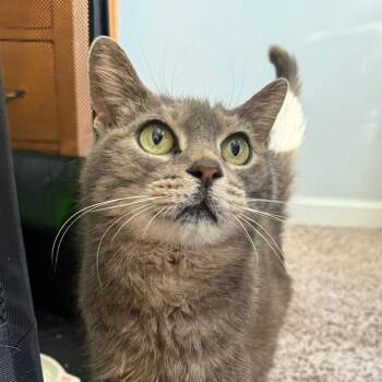 Rescue Domestic Short Hair Cats for Adoption in Vine Grove, Kentucky - Miss Bee | PetCurious