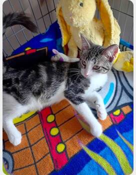 Spare Tire -  Domestic Short Hair Cat for Adoption in Saginaw, Michigan - Spare Tire | PetCurious