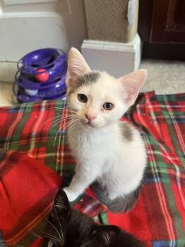 American Shorthair Cats Available for Adoption in Tampa, Florida - Iris | PetCurious