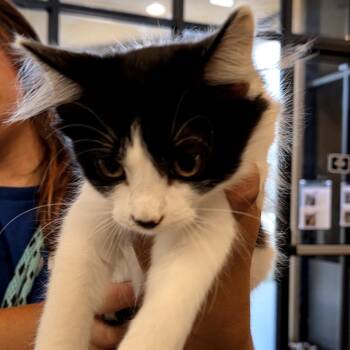 Sequoia -  Domestic Short Hair Cat for Adoption in Goleta, California - Sequoia | PetCurious
