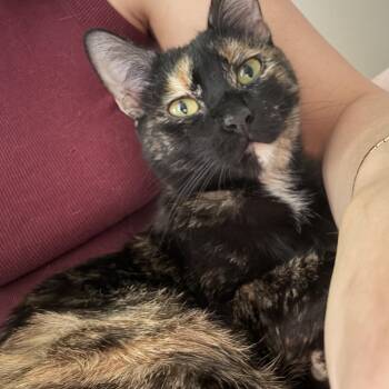 Thai -  Domestic Short Hair Cat for Adoption in Seneca, South Carolina - Thai | PetCurious