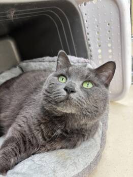 Domestic Short Hair Cats Available for Adoption - Luna | PetCurious