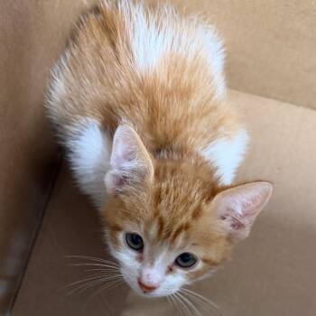 Allie -  Domestic Short Hair Cat for Adoption in Tampa, Florida - Allie | PetCurious