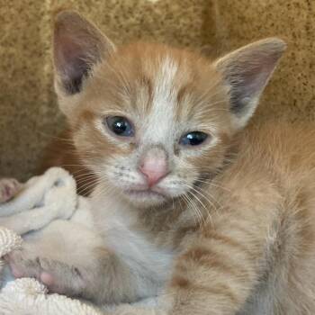 Lettuce -  Domestic Short Hair Cat for Adoption in Philadelphia, Pennsylvania - Lettuce | PetCurious