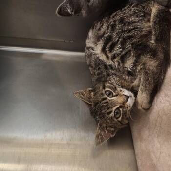 Milo -  Domestic Short Hair Cat for Adoption in Charleston, South Carolina - Milo | PetCurious