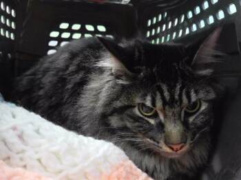 MERV -  Domestic Long Hair and Domestic Short Hair Cat for Adoption in Omaha, Nebraska - MERV | PetCurious