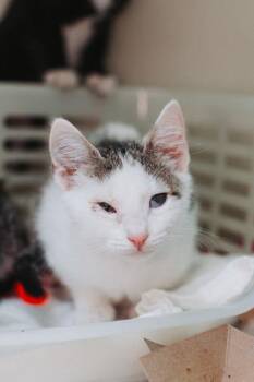 92727a Freddie Mercury -  Domestic Short Hair Cat for Adoption in North Charleston, South Carolina - 92727a Freddie Mercury | PetCurious