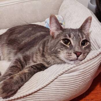 Rescue American Shorthair Cats for Adoption - *BONDED BROTHERS*  Sweet Howl & Mitch | PetCurious