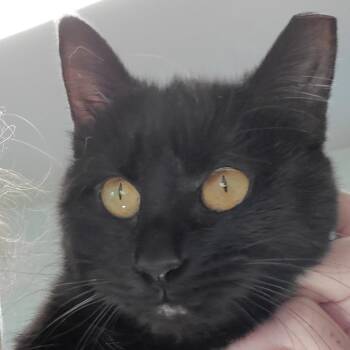 Bombay Cats Available for Adoption in Moses Lake, Washington - Amber | PetCurious