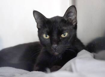 Domestic Short Hair Cats Available for Adoption - Freya | PetCurious