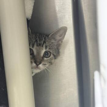 Cosmos -  Domestic Short Hair Cat for Adoption in Fort Wayne, Indiana - Cosmos | PetCurious