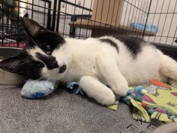Olive Oil -  Domestic Short Hair Cat for Adoption in St. Cloud, Minnesota - Olive Oil | PetCurious