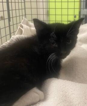 FRANK -  Domestic Medium Hair Cat for Adoption in Rancho Cucamonga, California - FRANK | PetCurious