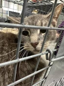 Isabelle -  Domestic Short Hair Cat for Adoption in Athens, Georgia - Isabelle | PetCurious