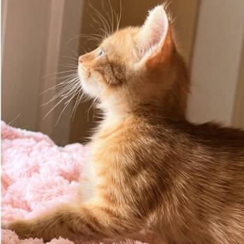 Stompy -  Domestic Short Hair Cat for Adoption in Liverpool, Texas - Stompy | PetCurious