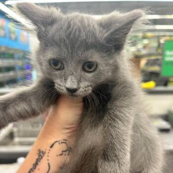 Lint -  Domestic Short Hair Cat for Adoption - Lint | PetCurious