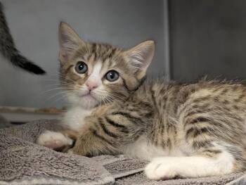 A887012 -  Domestic Short Hair Cat for Adoption in Camarillo, California - A887012 | PetCurious